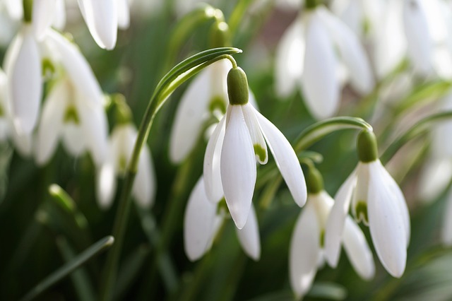 Spring snowdrops