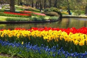 Daffodils, bluebells and tulips next to a stream