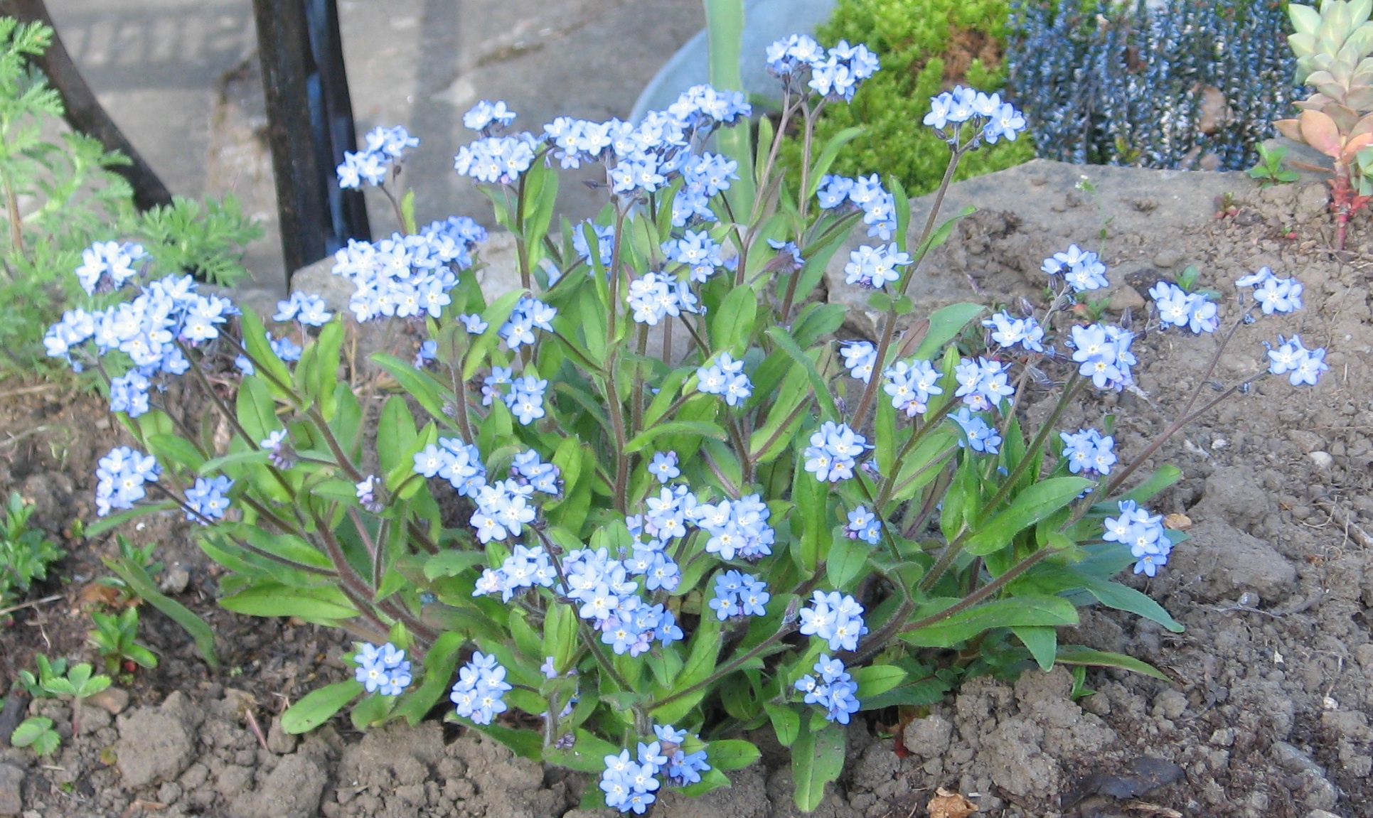 Forget-me-nots