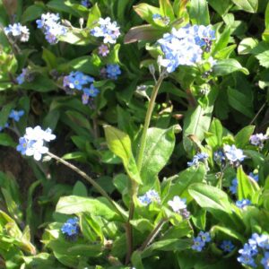 Close up of forget me notes in sunlight